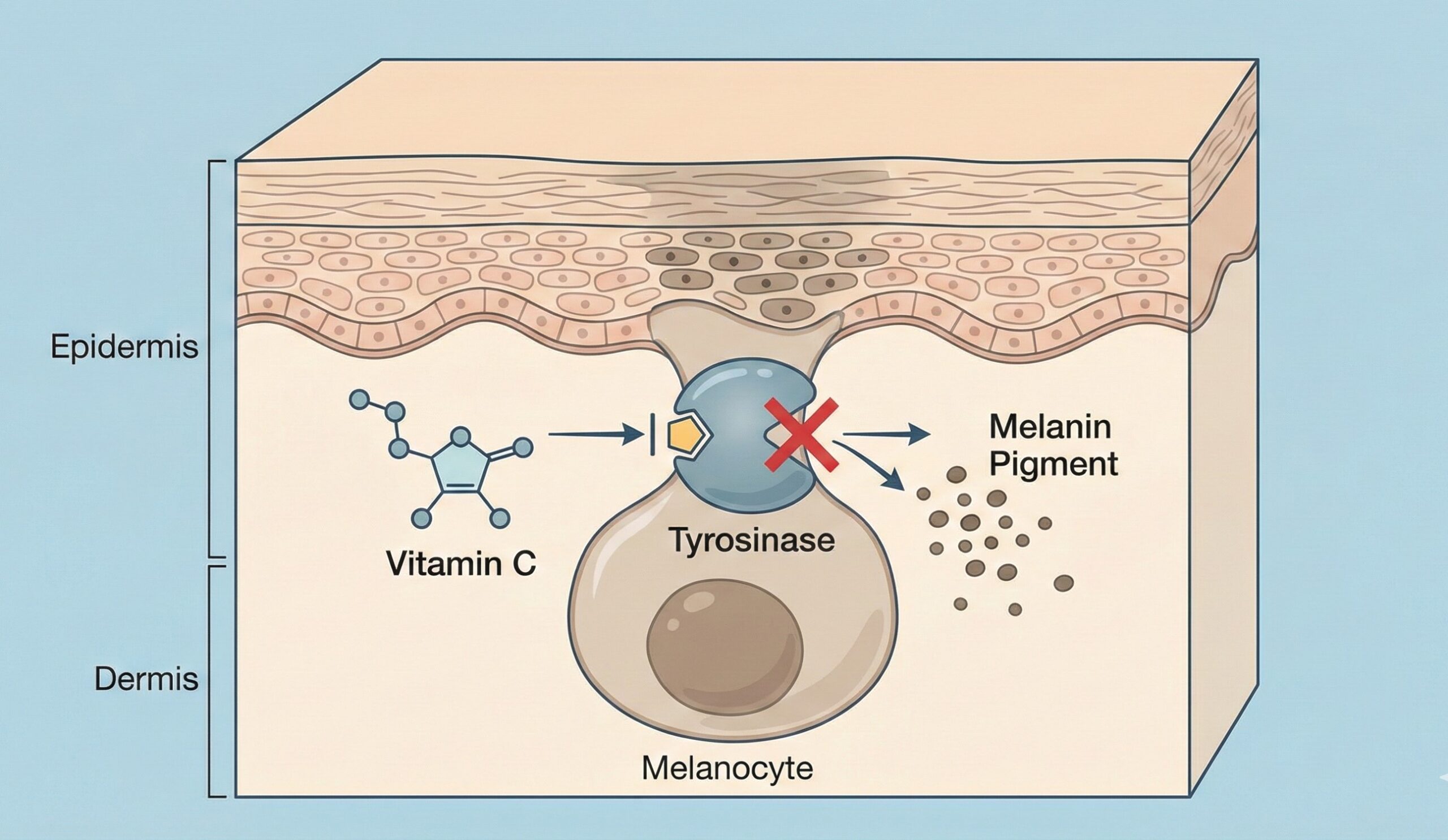 The Science How Vitamin C Actually Fades Dark Spots